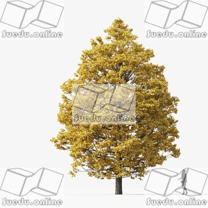 SueduTree_Vol.35
