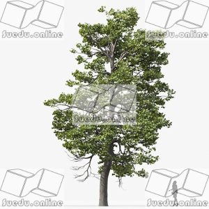 SueduTree_Vol.35