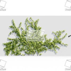 SueduTree_Vol.37