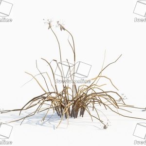 SueduTree_Vol.43