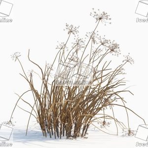 SueduTree_Vol.43
