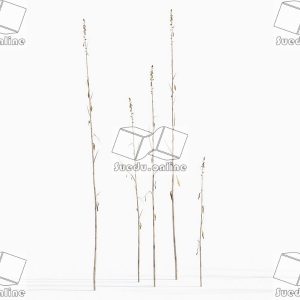 SueduTree_Vol.43