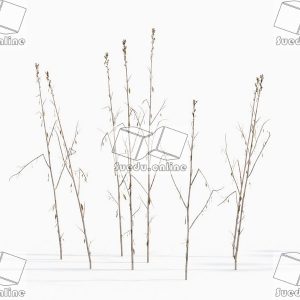 SueduTree_Vol.43
