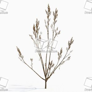 SueduTree_Vol.43
