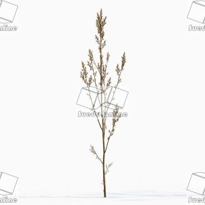 SueduTree_Vol.43