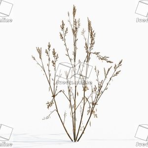 SueduTree_Vol.43