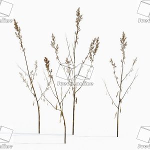 SueduTree_Vol.43