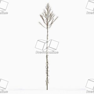 SueduTree_Vol.43