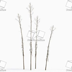 SueduTree_Vol.43