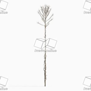 SueduTree_Vol.43