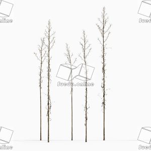 SueduTree_Vol.43