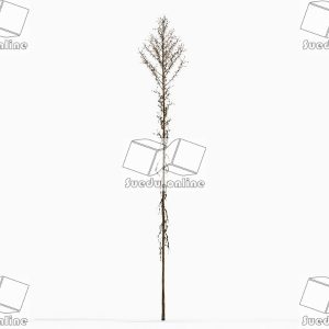 SueduTree_Vol.43