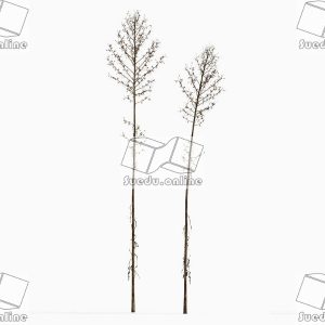 SueduTree_Vol.43