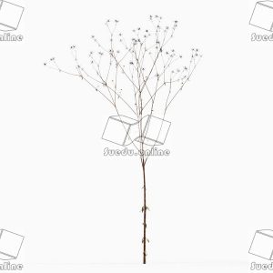 SueduTree_Vol.43