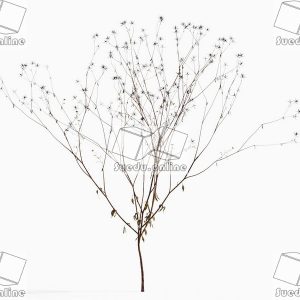 SueduTree_Vol.43