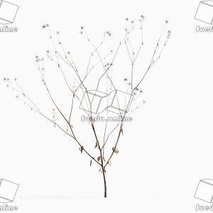SueduTree_Vol.43