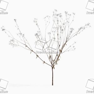 SueduTree_Vol.43