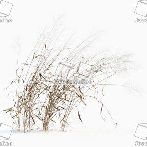 SueduTree_Vol.43