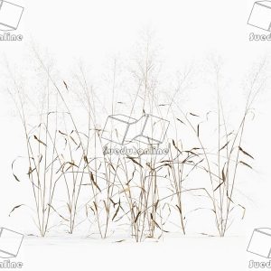 SueduTree_Vol.43