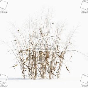 SueduTree_Vol.43