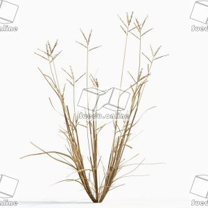 SueduTree_Vol.43