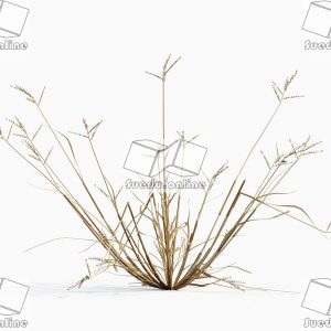 SueduTree_Vol.43