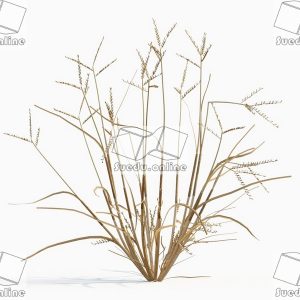 SueduTree_Vol.43
