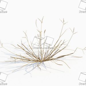 SueduTree_Vol.43
