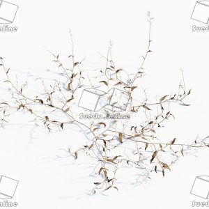 SueduTree_Vol.43