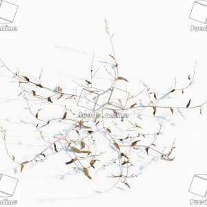 SueduTree_Vol.43