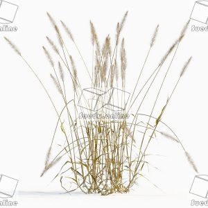 SueduTree_Vol.43
