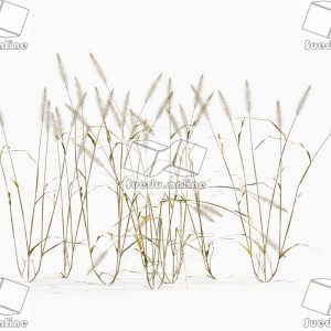 SueduTree_Vol.43