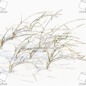 SueduTree_Vol.43