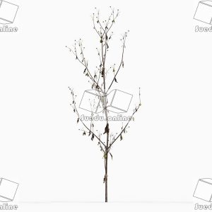 SueduTree_Vol.43