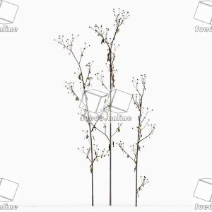 SueduTree_Vol.43