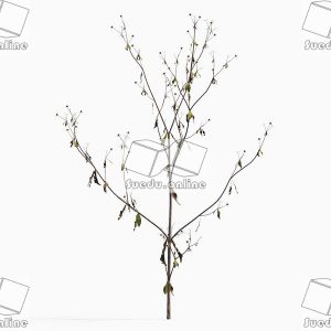 SueduTree_Vol.43