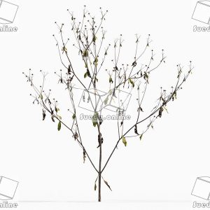 SueduTree_Vol.43