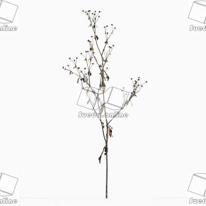 SueduTree_Vol.43