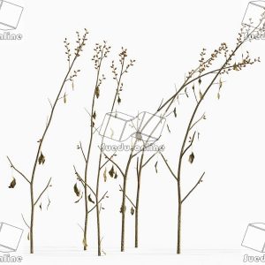 SueduTree_Vol.43