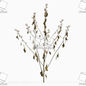 SueduTree_Vol.43