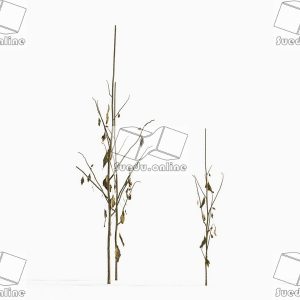 SueduTree_Vol.43
