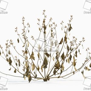 SueduTree_Vol.43