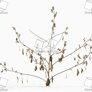 SueduTree_Vol.43