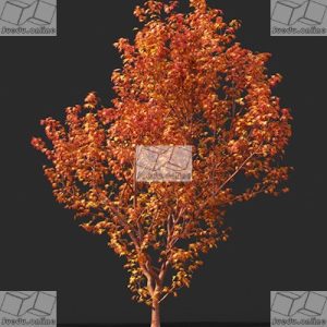 SueduTree_Vol.45