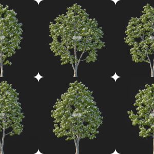 Suedu_Tree_V107_Catalpa_bungei (VIP MEMBER)
