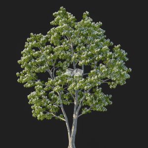 Suedu_Tree_V107_Catalpa_bungei (VIP MEMBER)