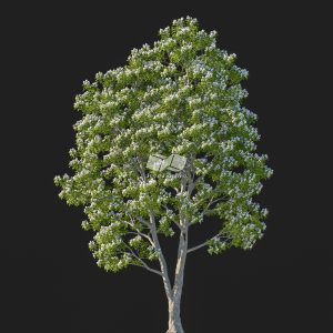 Suedu_Tree_V107_Catalpa_bungei (VIP MEMBER)