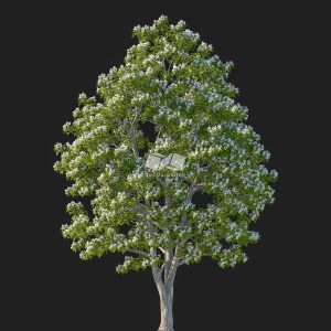 Suedu_Tree_V107_Catalpa_bungei (VIP MEMBER)