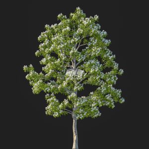 Suedu_Tree_V107_Catalpa_bungei (VIP MEMBER)