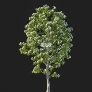 Suedu_Tree_V107_Catalpa_bungei (VIP MEMBER)